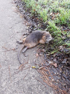 Nutria, ca. 50 cm gross, mit gebrochenem Rückgrat...