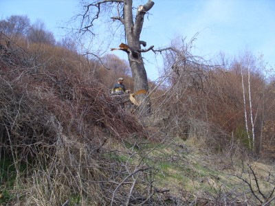 SS854070.JPG (361.82 KiB) 9979 mal betrachtet Vasile setzt den Fällkerb