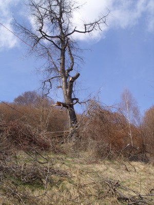 der Wildkirschbaum Gestern Mittag